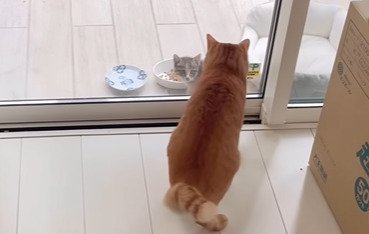 窓越しの子猫と先住猫