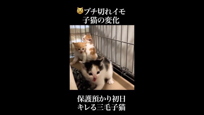 後退しながら威嚇