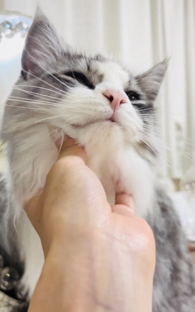 飼い主さんに顎を撫でられるサイベリアン