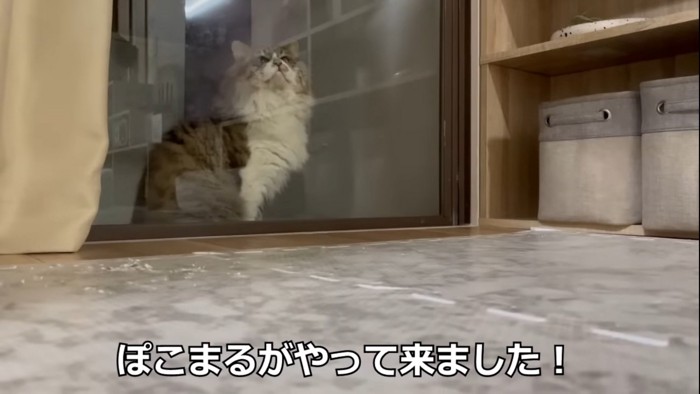 窓の外にいる猫