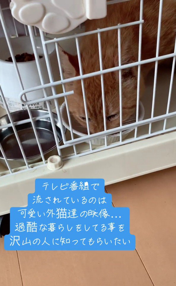 ごはんを食べる茶太吉くん