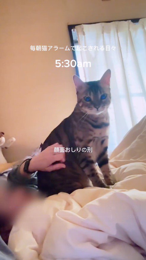眠っている飼い主の顔にお尻を向ける猫