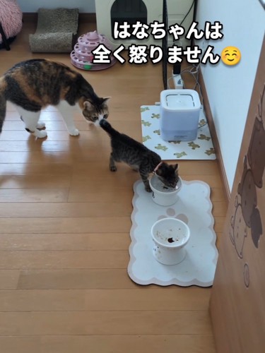 子猫の後ろにいる三毛猫