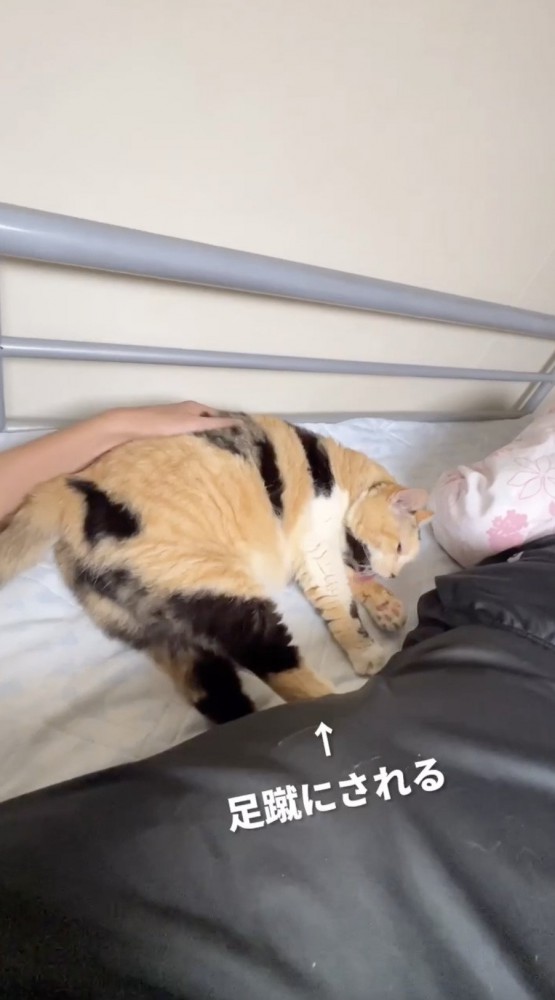 足蹴りを入れる猫