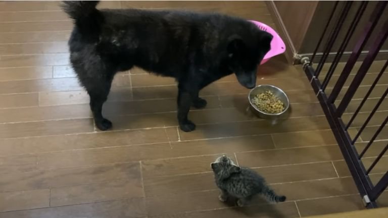 お互い距離を保つ犬と子猫