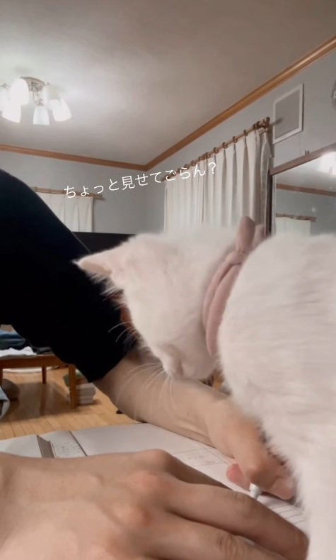 見たい