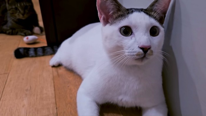 白い猫
