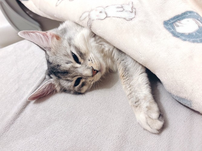 眠そうな猫