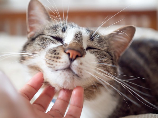 顎を撫でられて気持ち良さそうにしている猫