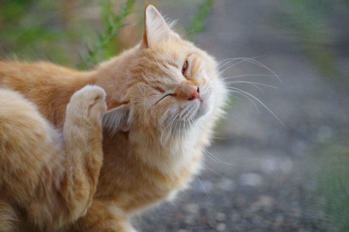 右耳を搔く長毛の茶トラ猫