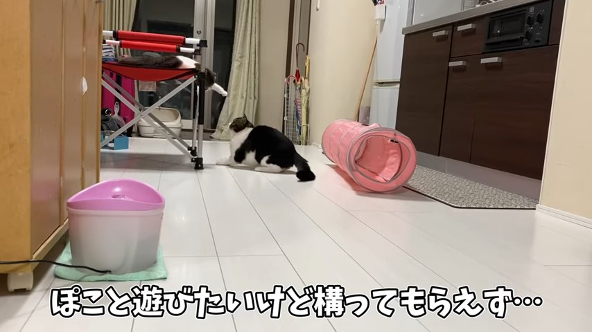 椅子の上にいる猫と下にいる猫