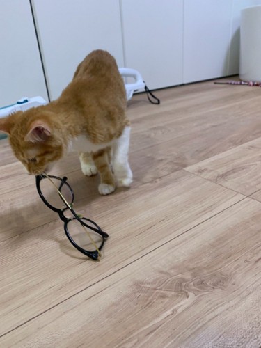 メガネの端を口に咥える子猫