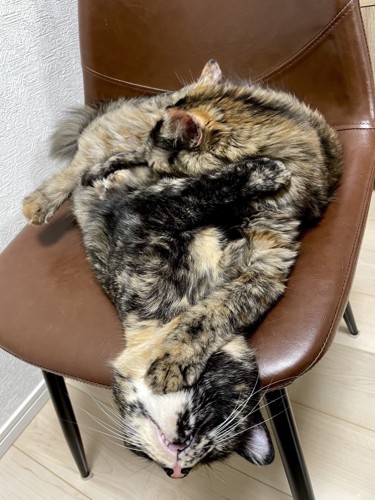 サビ模様が重なり合って、体の境界が分からなくなっている2匹の猫