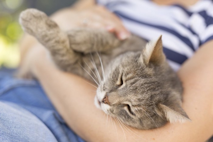 飼い主のお腹に乗って眠る猫