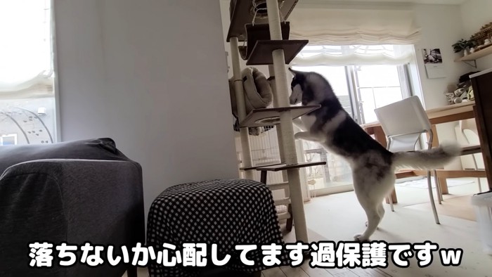 キャットタワーにいる犬