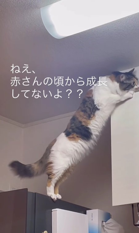 顔を棚につける猫