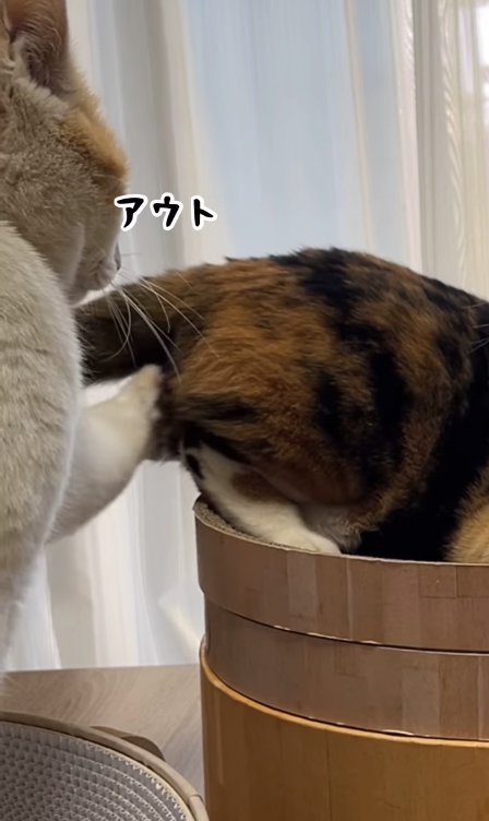 三毛猫のお尻を触っている猫「アウト」