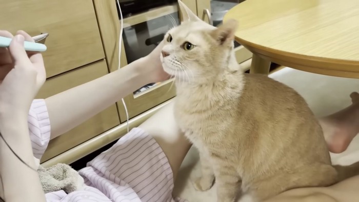 右頬を撫でてもらう猫ちゃん