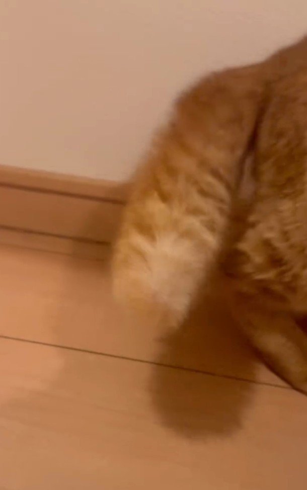 逆立ったしっぽのアップ