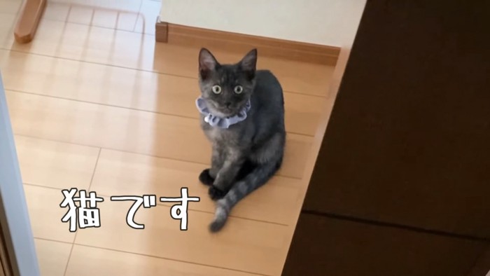 座る黒猫