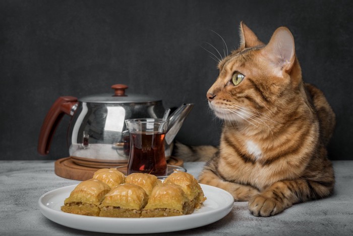 猫と紅茶とティーポット