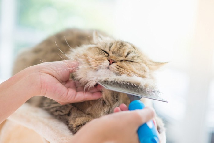 気持ちよさそうな猫と顎の下のブラシ