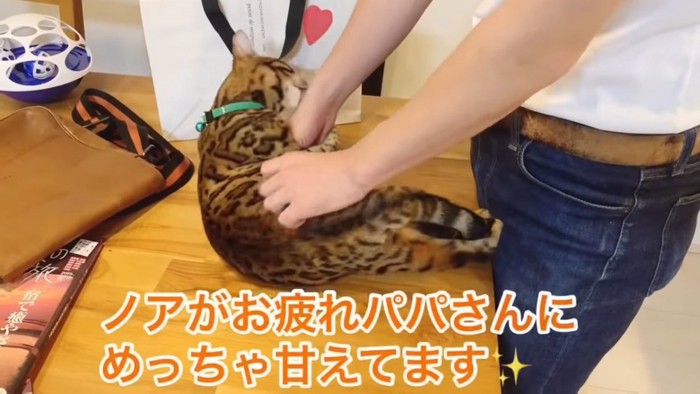 飼い主さんの手にスリスリする猫