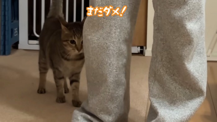 圧をかけるうーちゃん