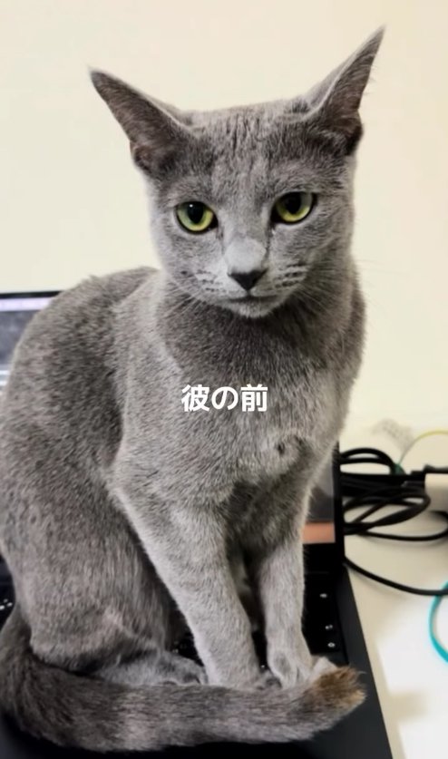 PCの上でお座りをする猫