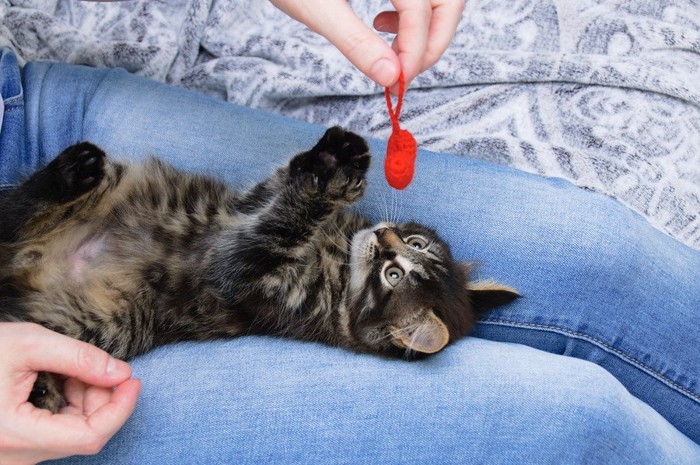 飼い主と遊ぶ猫