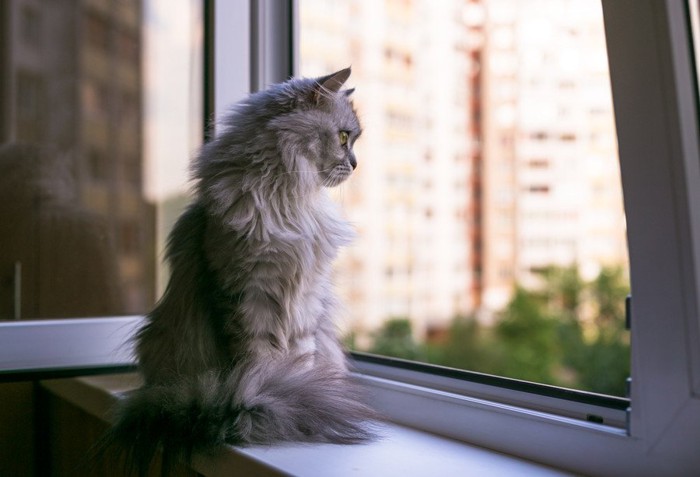 窓から外を見る猫