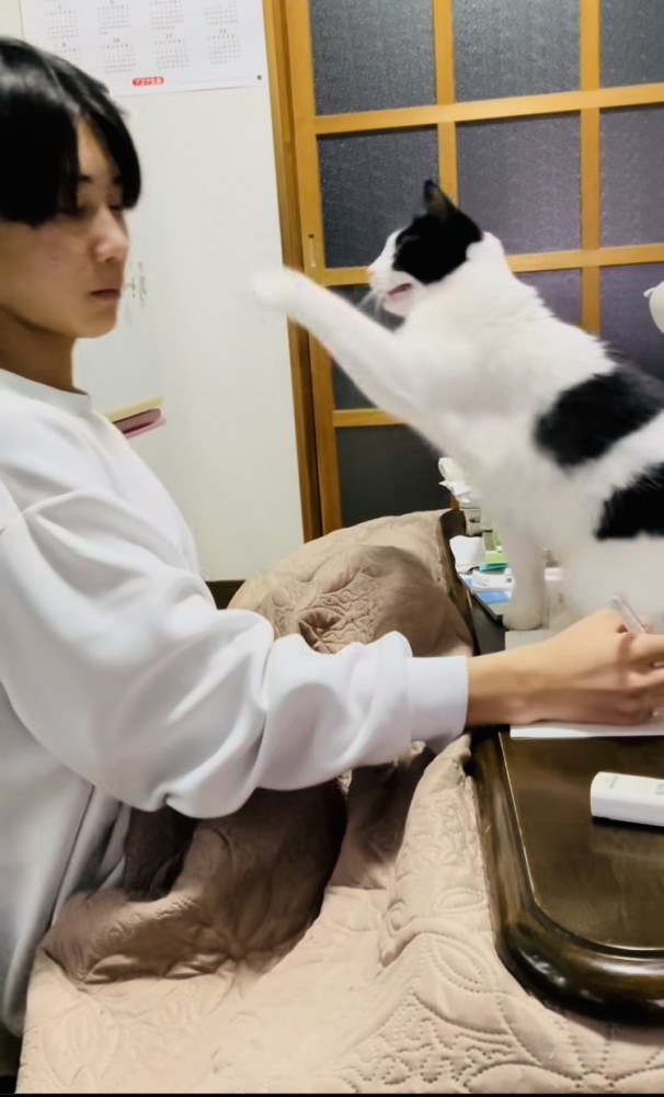 お兄ちゃんが勉強する机に乗り猫パンチするハチワレ猫