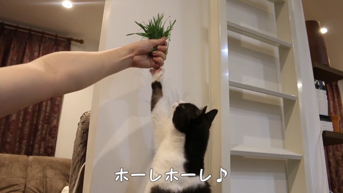 猫草に前足を伸ばす猫