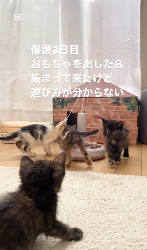 おもちゃの周りに集まっている4匹の子猫