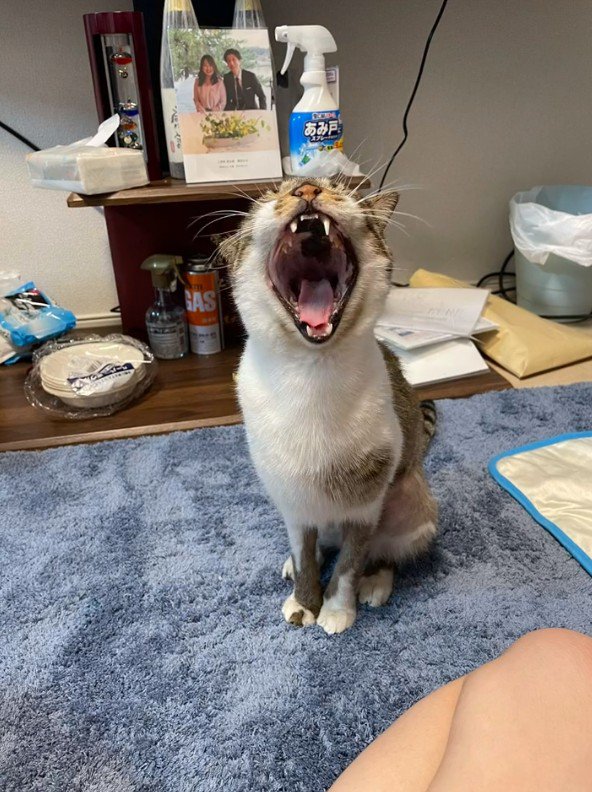 あくびをするとろろちゃん