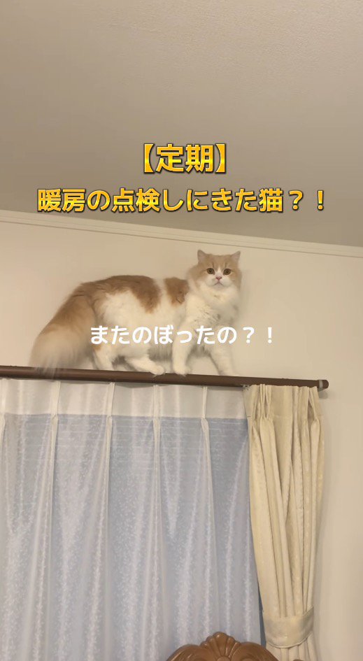 カーテンレールの上に乗る猫