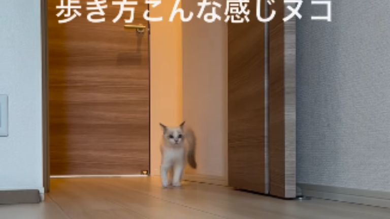 駆け寄る子猫