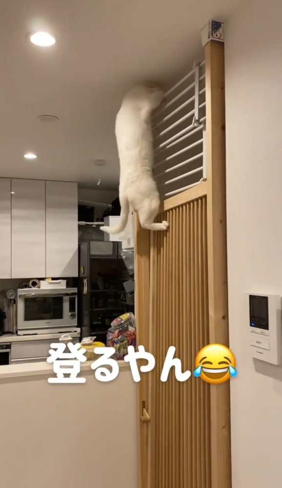 フェンスの上の突っ張り棚に手をかける猫