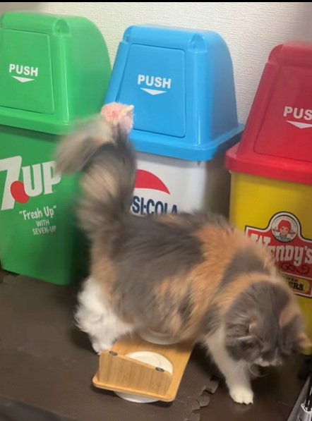 探すねこ