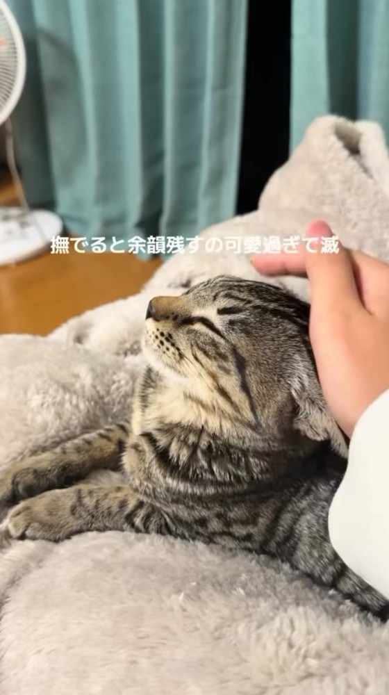 飼い主に撫でられて目を瞑る猫