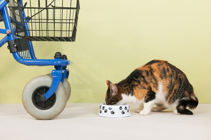 人間用歩行器の横で餌を食べる猫