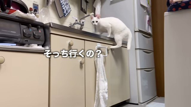 流し台の上の猫