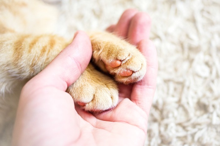 猫の肉球に触れる人の手