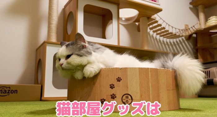 ベッドに入る猫