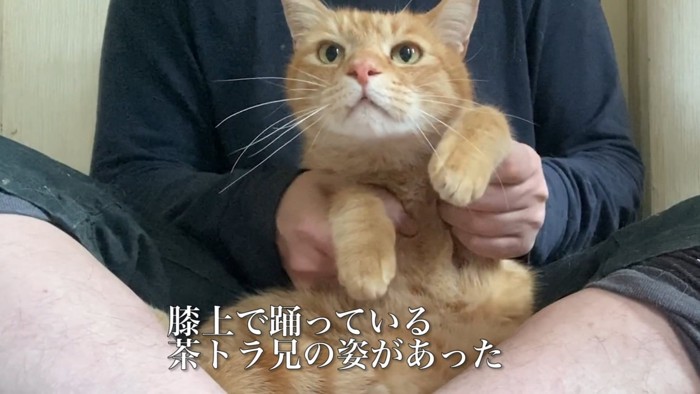 踊る猫