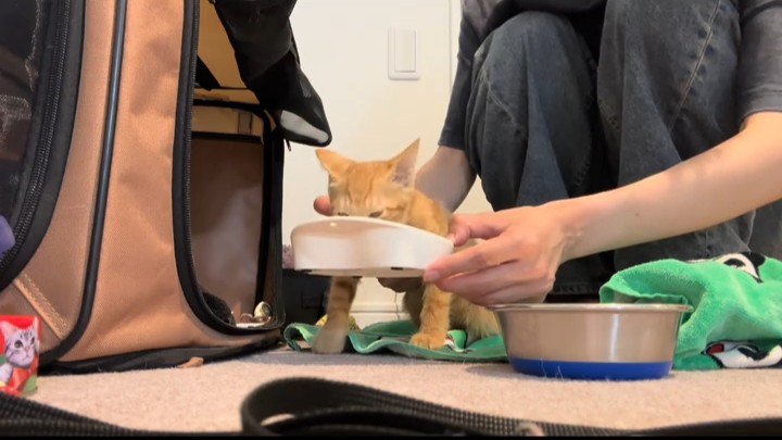 ごはんを食べる子猫