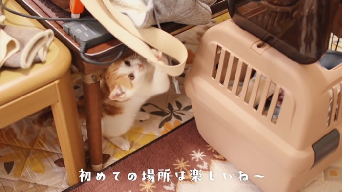 紐にじゃれる猫