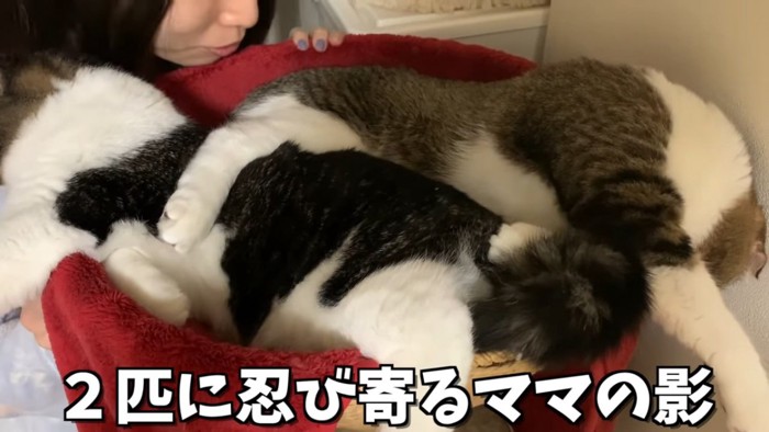 かごの中の猫をのぞく人