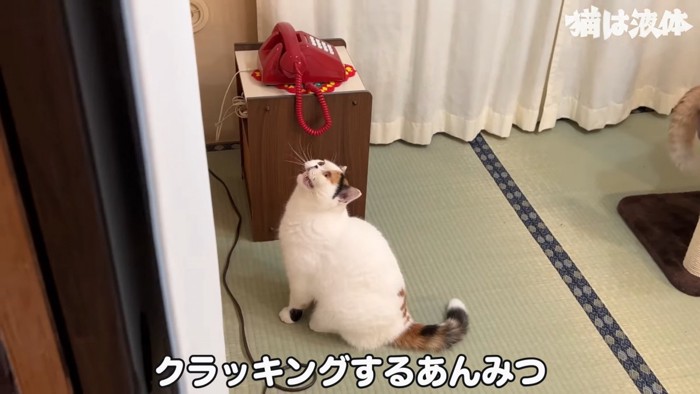 鳴く猫