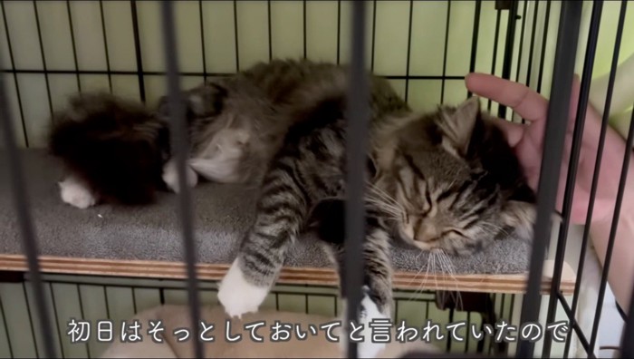 男性に頭を撫でられて目を細めるキジトラ猫